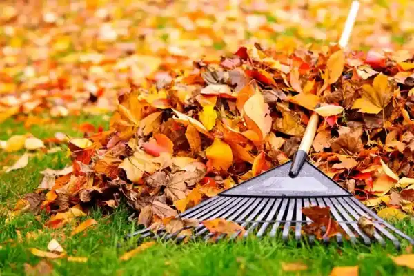 Landscaping Maintenance