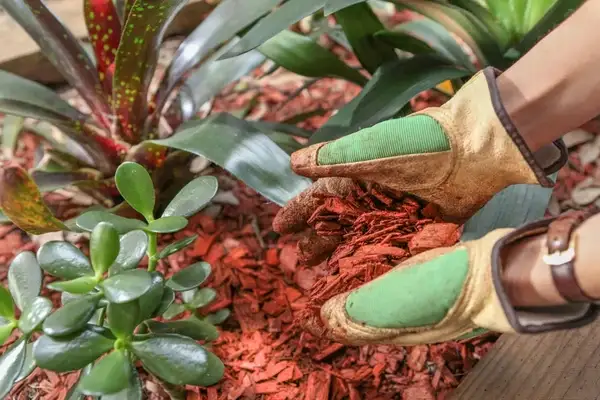 Landscaping Maintenance