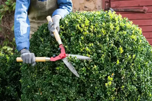 Landscaping Maintenance