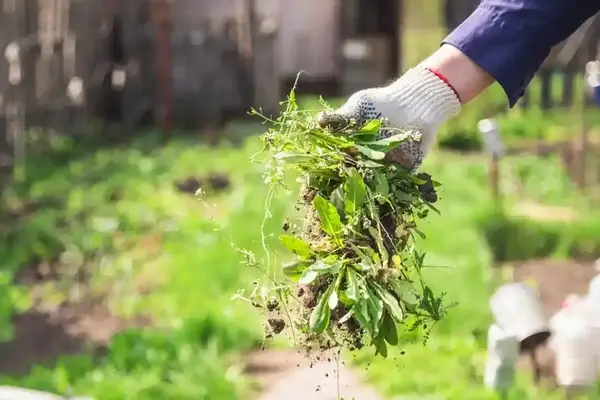 Landscaping Maintenance